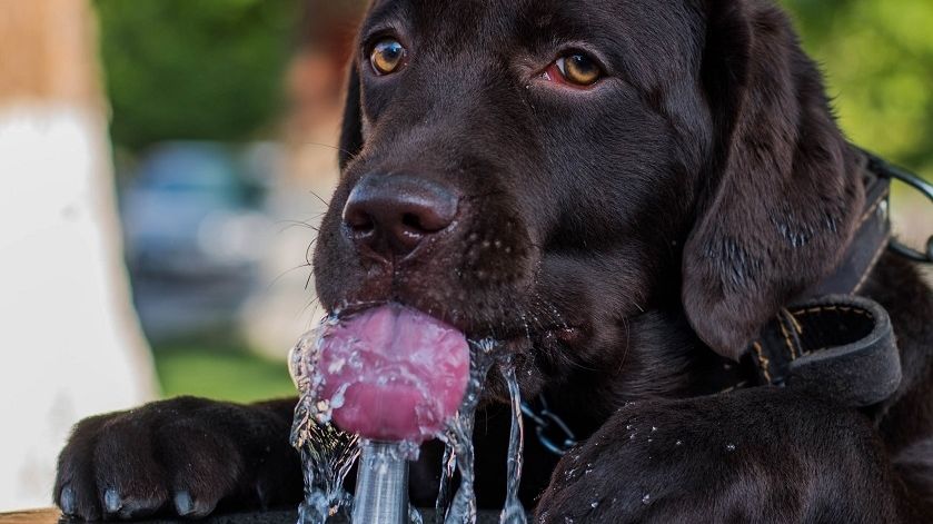 Dostatečný pitný režim je pro psy v horkých dnech zásadní